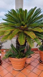 Cycas