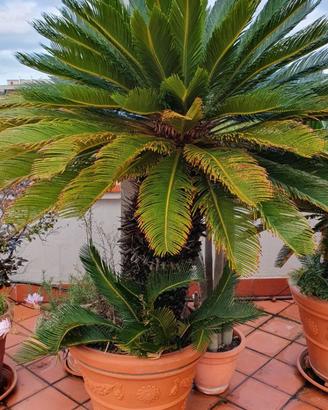 Cycas