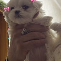 Maltese coreano mini toy