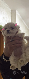 Maltese coreano mini toy