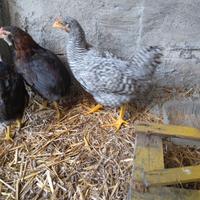 Galline Moroseta aracauna e livornese Zona Parma