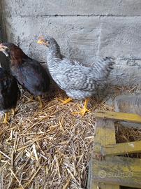 Galline Moroseta aracauna e livornese Zona Parma
