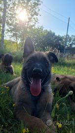 Cuccioli pastore belga malinois