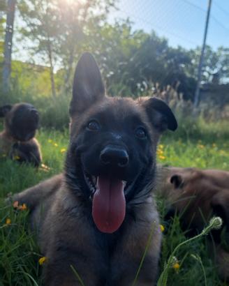 Cuccioli pastore belga malinois