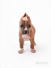 American pitbull terrier ukc