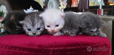 Gatti Persiani