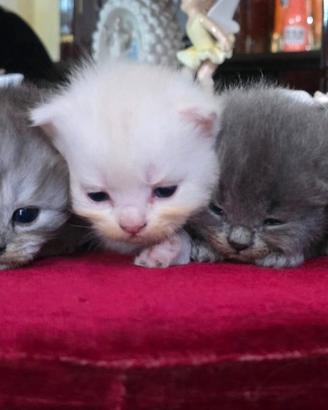 Gatti Persiani