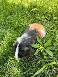 Cavia