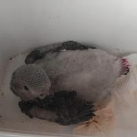 Pappagallo cenerino baby