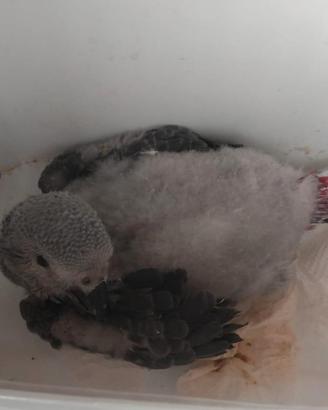 Pappagallo cenerino baby