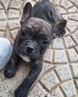 Buldog Francese