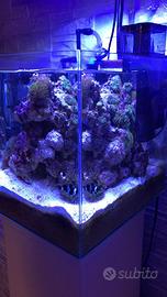 Acquario marino