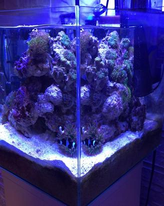 Acquario marino