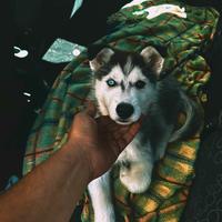 Cucciolo Husky