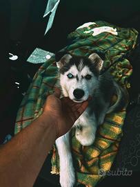 Cucciolo Husky