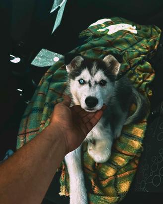 Cucciolo Husky
