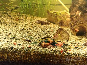 Neocaridine mix blu e wild gamberetti pulitori
