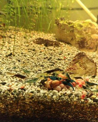 Neocaridine mix blu e wild gamberetti pulitori
