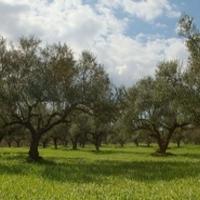 Raccoglitore di olive