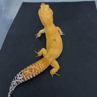 Geco Leopardino Mandarin Tangerin