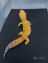 Geco Leopardino Mandarin Tangerin