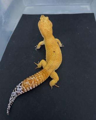 Geco Leopardino Mandarin Tangerin