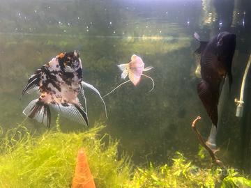 Pesci tropicali come in foto