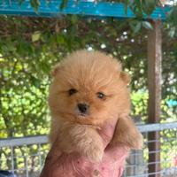 Spitz Volpino di Pomerania