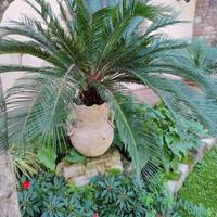 pianta cycas grande con anfora