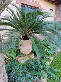 pianta cycas grande con anfora