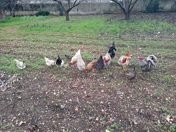 Galline ornamentali nane mini