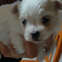 Cucciolo di maltese mini toy