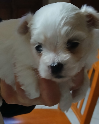 Cucciolo di maltese mini toy