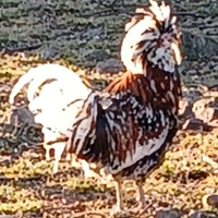 Gallo padovana tricolore