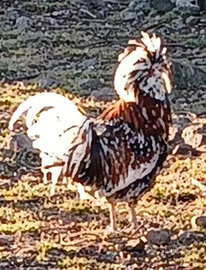 Gallo padovana tricolore