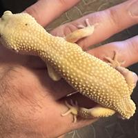 Geco Leopardino femmina morph sunset