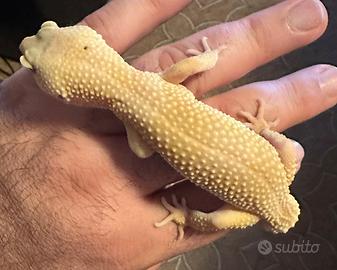 Geco Leopardino femmina morph sunset