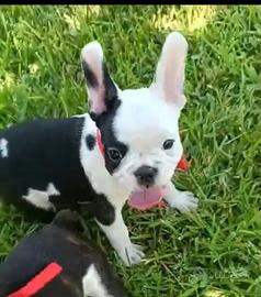 Cuccioli di bulldog francese