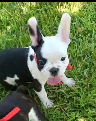 Cuccioli di bulldog francese
