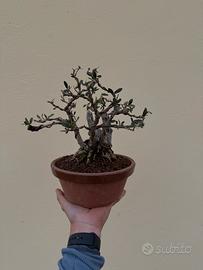 Bonsai ulivo