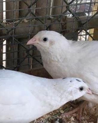 Maschi di Jumbo Bianchi 2025