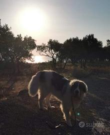 Cuccioli di mastino dei Pirenei