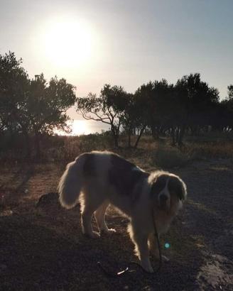 Cuccioli di mastino dei Pirenei