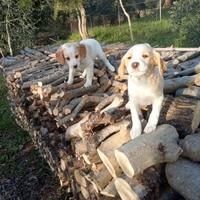 Cuccioli maschi di breton