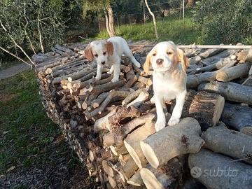 Cuccioli maschi di breton