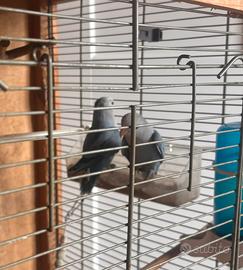 Inseparabili
