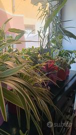 Piante da interno e da esterno a partire da 5 €