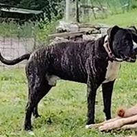 American Staffordshire Terrier (Amstaff)