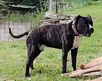 American Staffordshire Terrier (Amstaff)