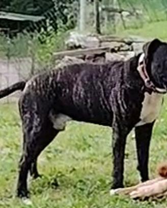 American Staffordshire Terrier (Amstaff)